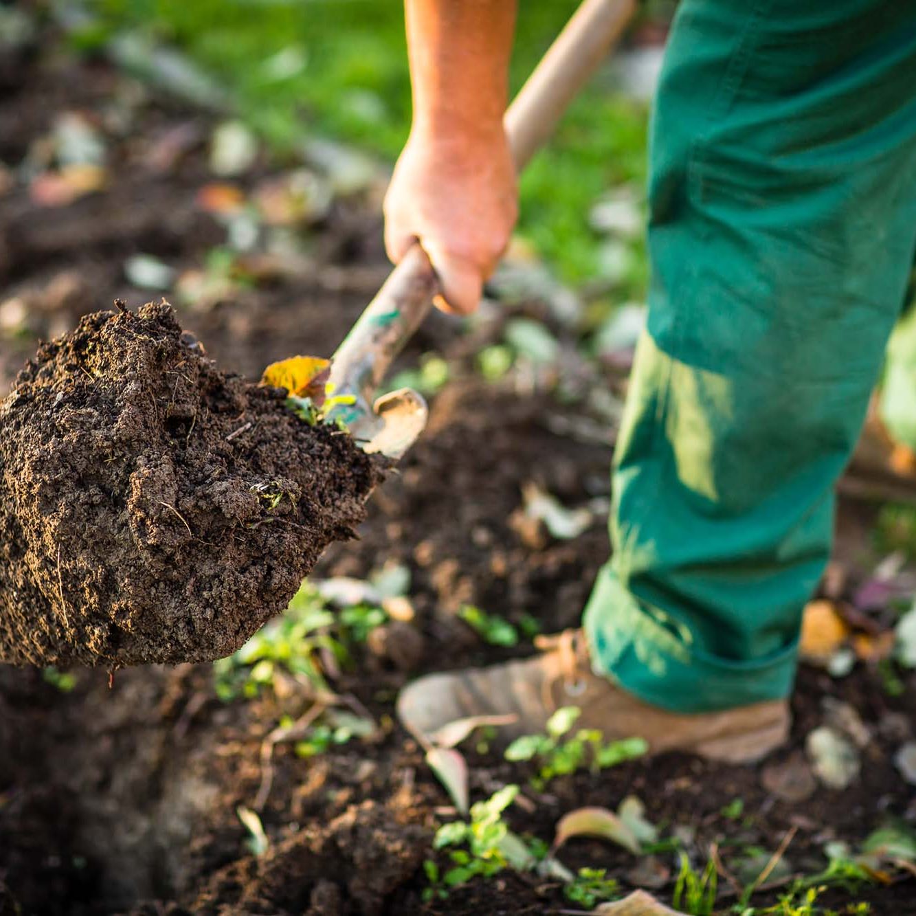 Gardening - man digging the garden soil with a spud (shallow DOF; selective focus)